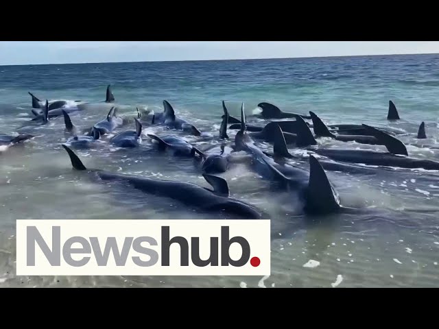 'Pretty upsetting': Heartbreaking scenes as 160 whales stranded in Western Australia | Newshub