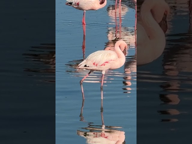 Pink Flamingos in Walvis Bay, Namibia | Retirement Travel Adventures #shorts