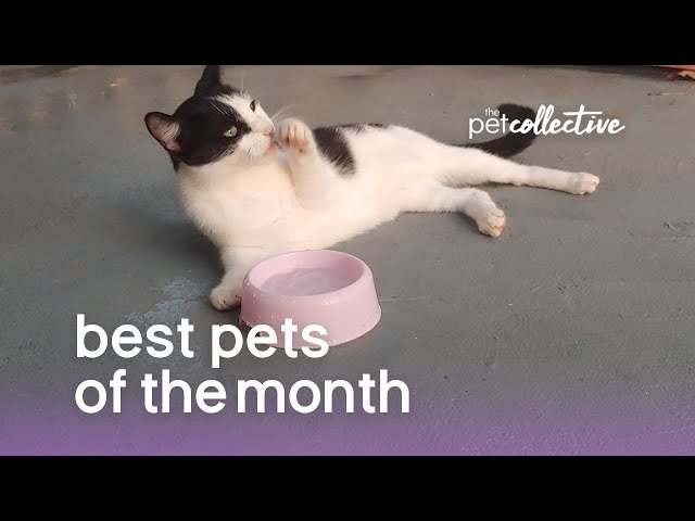 Best Pets Of The Month | The Pet Collective