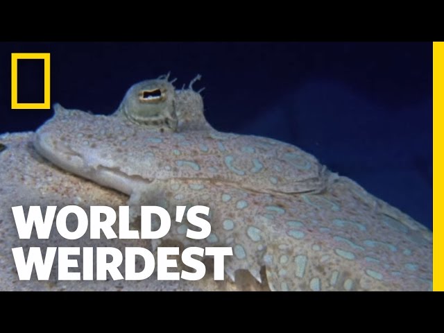 Flounder is Master of Disguise | World's Weirdest