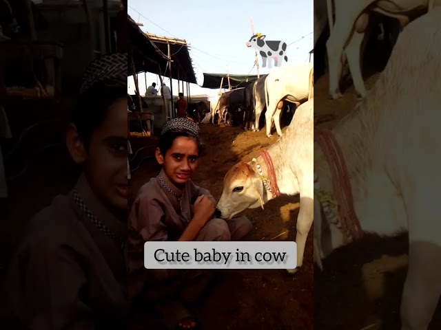 cute baby in cow #cow #cowlover #cow mandi # yt short