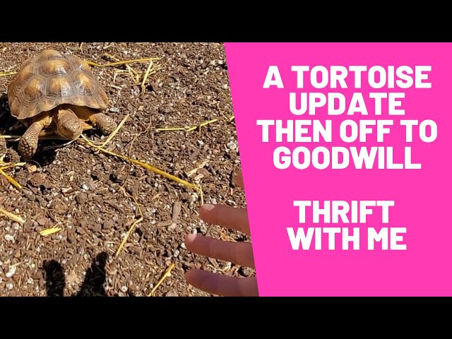 Goodwill Yes!  but First a Tortoise Update