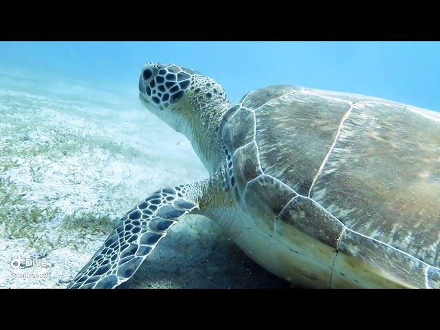 Beautiful loggerhead turtles in st croix virgin island February 2024