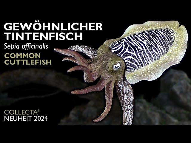 Collecta ® Gewöhnlicher Tintenfisch  - Sepia officinalis - Common Cuttlefish - 2024 Review