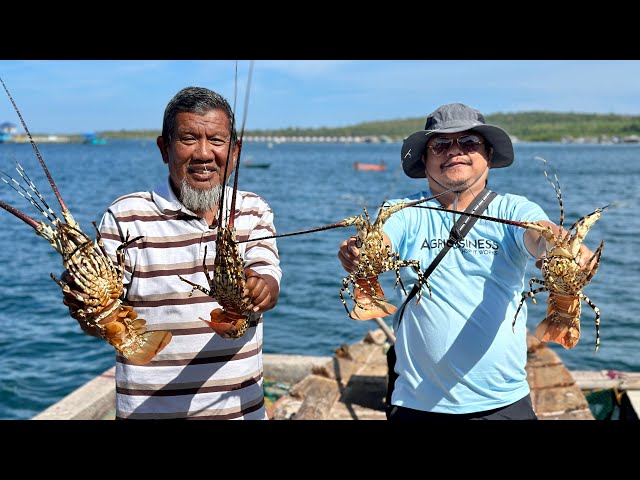 Lobster farming: 5k per kilo, Panalo!