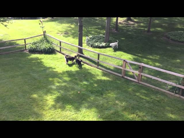 Lyza the rescued Greyhound barks and plays!