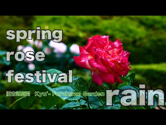 2024年5月14日　雨の旧古河庭園  Kyu'- Furukawa Gardens in the rain Spring roses Japanese rose garden #旧古河庭園 #雨音