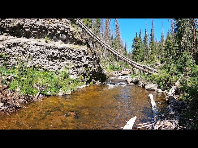This stream is UNREAL - pools of wild browns + When to fish a DRY/DROPPER rig over a single DRY!