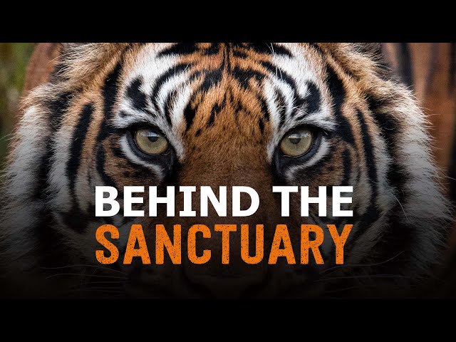 TRAILER | Behind the Sanctuary