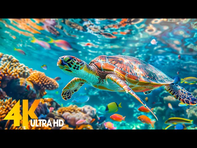 Under Red Sea 4K 🌊 Beautiful Coral Reef Fish in Aquarium, Sea Animals for Relaxation - 4K Video