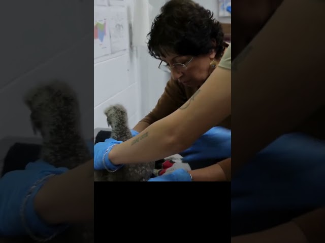 California vets examine baby eagle after it fell out of its nest