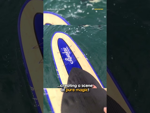 Orca Approaches Paddleboarder 😰