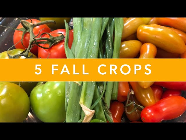 5 Fall Crops for your Florida Vegetable Garden | Growing Food is Easy Challenge