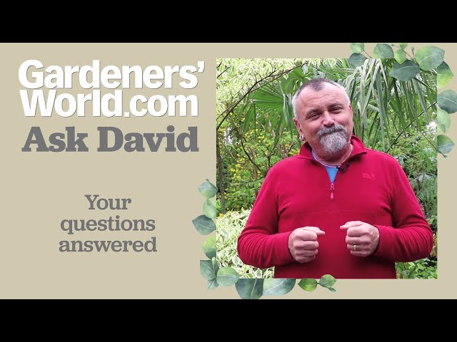 Ask David - Episode 5