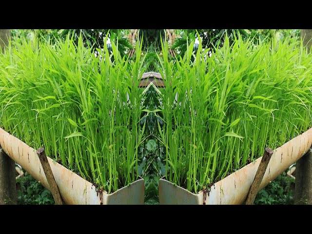 Grow Vegetables At Home - Water Spinach From Seeds
