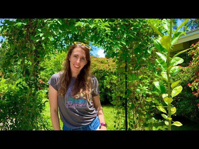 Summer Native Butterfly Garden Tour | Butterfly Garden Florida | Florida Native Plants