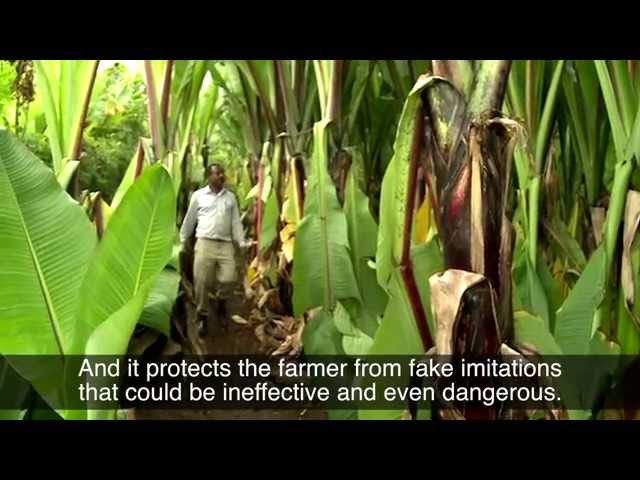 Daniel Assefa, Inventor of a Natural Pesticide, Ethiopia