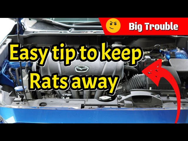 Easy Tip To Keep Rodents, Mice & Rats Out of Your Engine Bay
