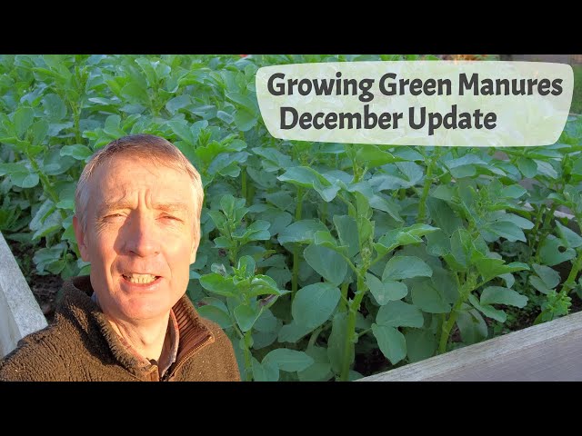 Growing Green Manures  - Part 3, December Update Before The First Frosts