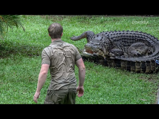 Robert Iwin getting close to a big Croc | Australia Zoo