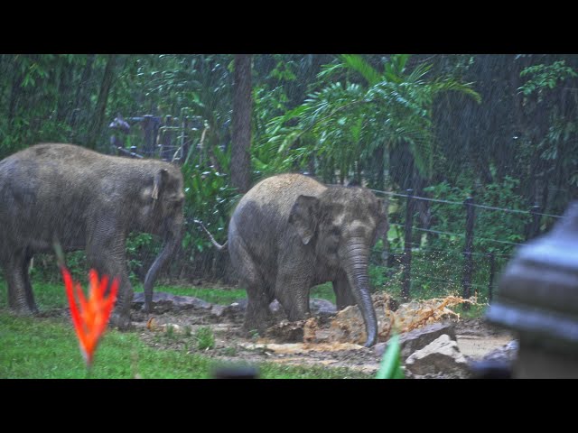 Sumatran elephants playing in the rain | Australia Zoo