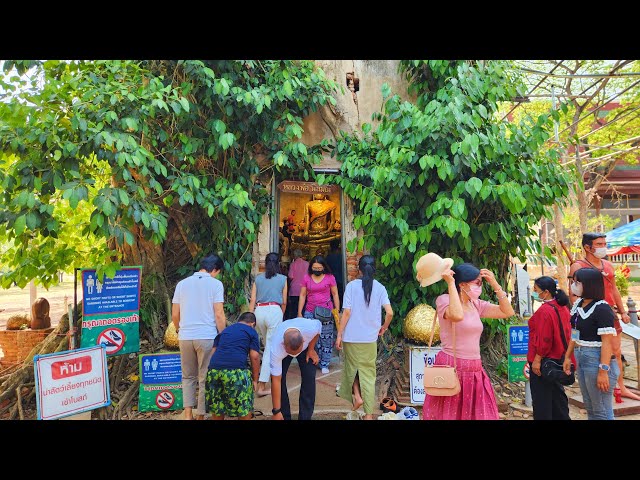 4K 🇹🇭 Thailand Travel | Walking Wat Bang Kung (Temple in a Tree) in Samut Songkhram