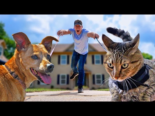 I Let My Cat & Dog Walk Me For A Day - CAT vs DOG Challenge