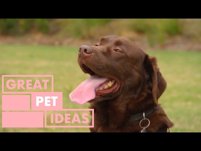 Why Does My Dog Eat Grass? | PETS | Great Home Ideas