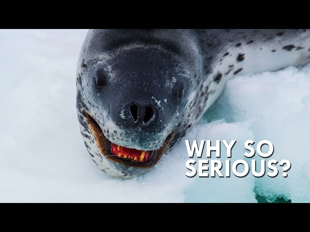 Leopard Seals Are Straight Out Of Your Nightmares