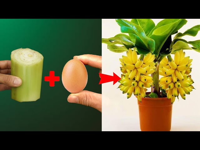 SUPER SPECIAL TECHNIQUE Growing bananas from banana stems produces fruit extremely quickly
