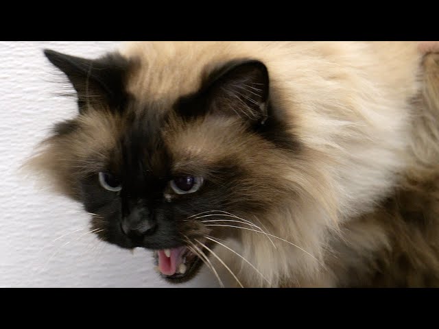 He got me with his murder mittens | Crazy cat