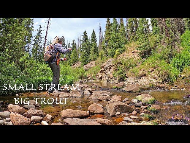Fly Fishing a Small Stream in Colorado full of BIG Browns, Brookies and Native Cutthroat trout!