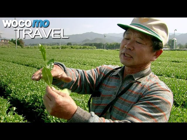Kyuchu - Wo Japans grüner Tee wächst (360° - GEO Reportage)