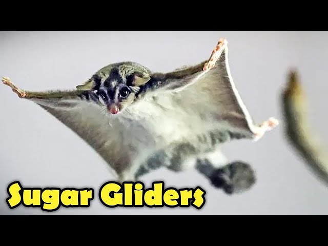 Sugar Glider as Pet -  Sugar Glider Facts