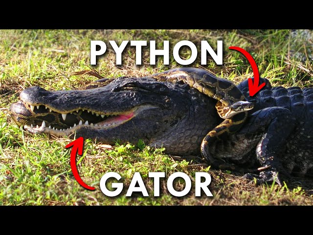 Pythons and Gators are at war, and no one knows when it will stop.
