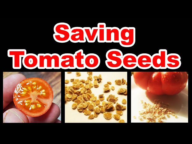 How To Save Tomato Seeds In 2020