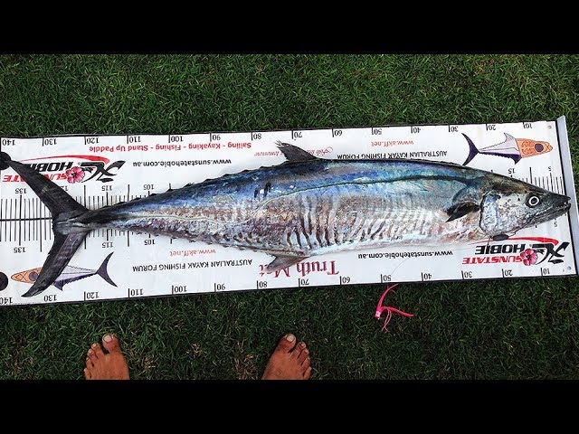 Spanish Mackerel Hunt! Worst Live Feed Ever! 😂