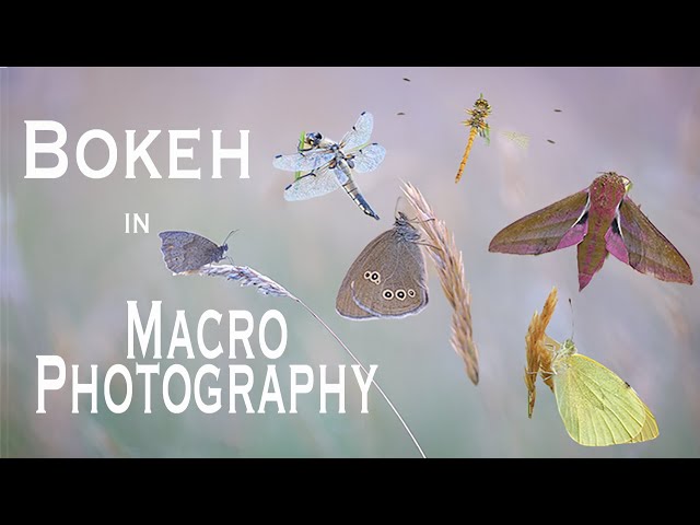 Bokeh in Macro Photography