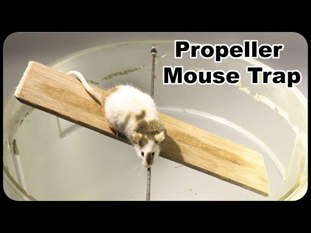 Athletic Mice Try To Avoid Getting Caught In This Simple Mouse Trap. Mousetrap Monday