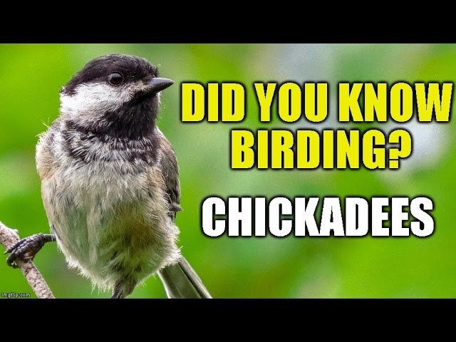 Chickadees -Did You Know Birding?(episode 2)