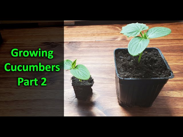 How To Grow Cucumbers Part 2 - Replanting