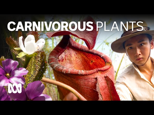 Australia is a hotspot for carnivorous plants. They're living right under your nose 🌼| ABC Australia