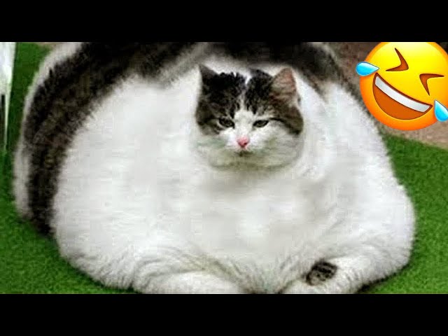 Funniest Cats and Dogs 2024 😹🐶 New Funny Animals Video 😍 Part 149