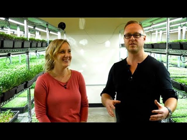 From Basement to Bankroll: Jaw-Dropping $20,000 Monthly Income of a Microgreen Farmer!