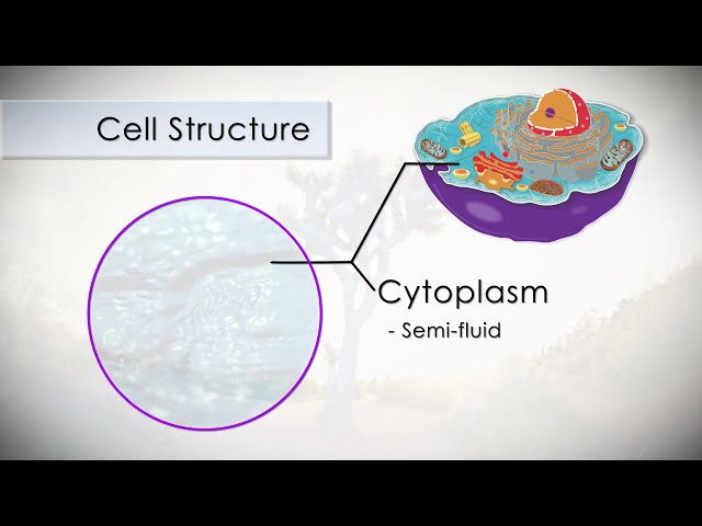 Anatomy and Physiology of the Human Cell in 7 Minutes!