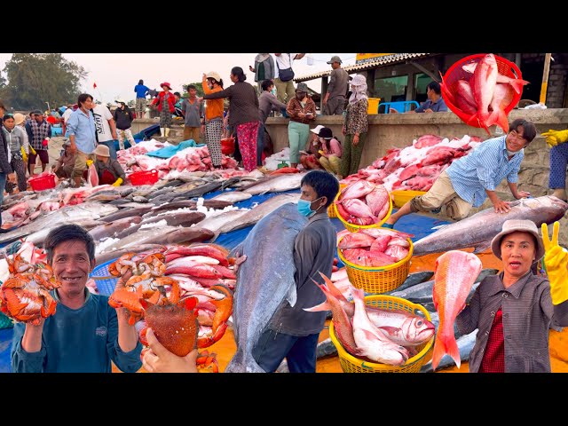 Hiếm Gặp Hàng Tấn Cá Câu Ngon | 650k/kg Cua Huỳnh Đế Vào Mùa
