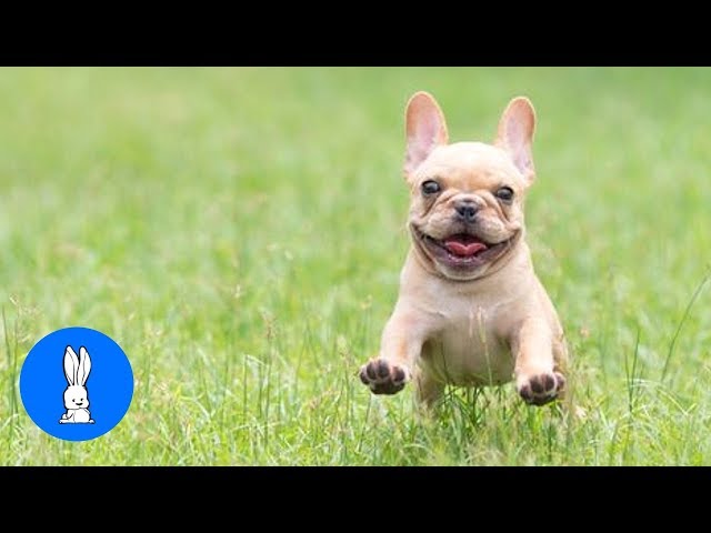 Funny French Bulldogs Compilation // TRY NOT TO LAUGH!!