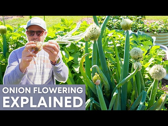 What To Do When Onions Flower?
