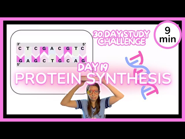 Day 19: Protein Synthesis - 30 Day Biology Study Challenge 2024