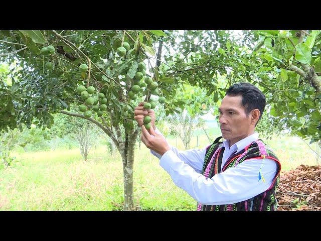 Becoming wealthy through macadamia cultivation | agricultural knowledge